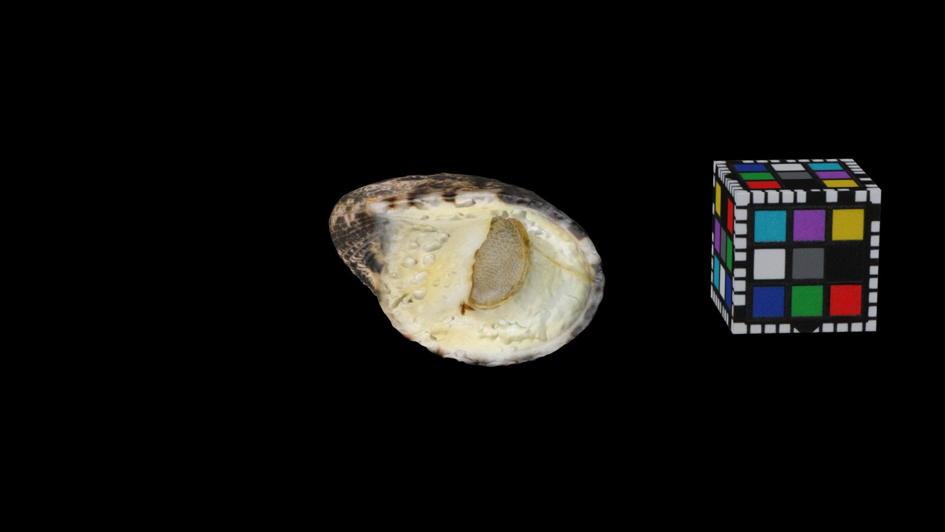 アマオブネガイ Blotched Nerite, Nerita albicilla