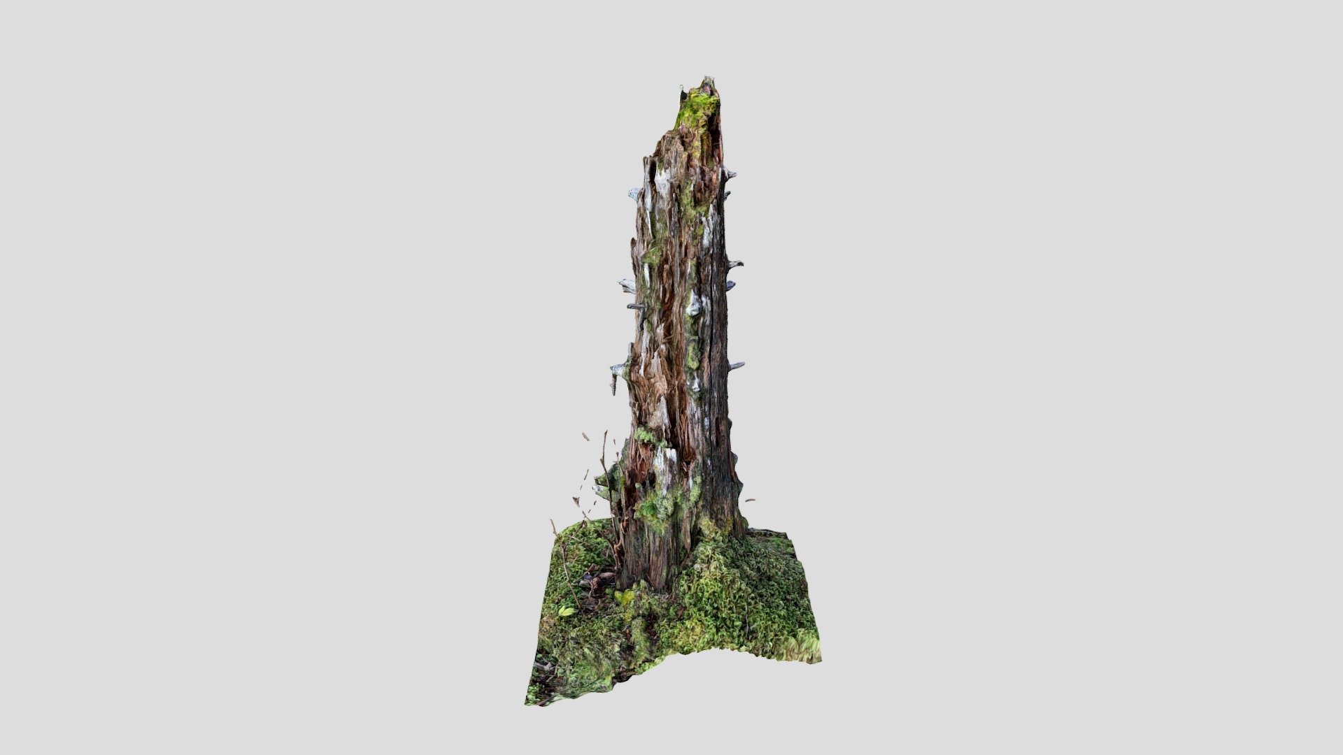 Stump 2