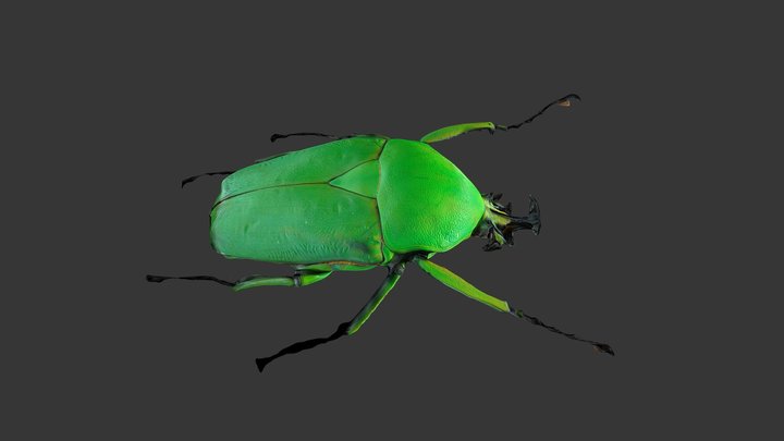 Dicronorhina micans (male) 3D Model