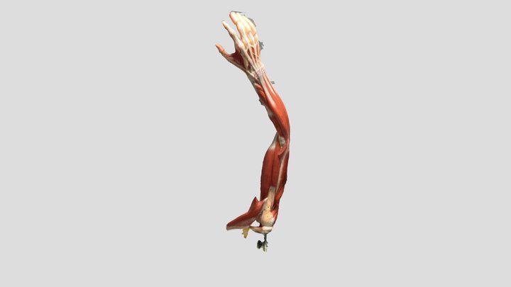 Human Arm some muscles removed 3D Model
