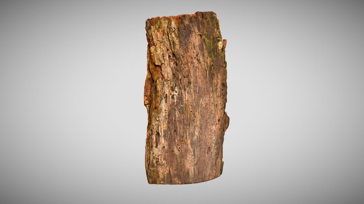 Tree trunk bark Door 3D Model