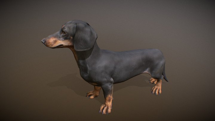 Animalia - Dachshund 3D Model