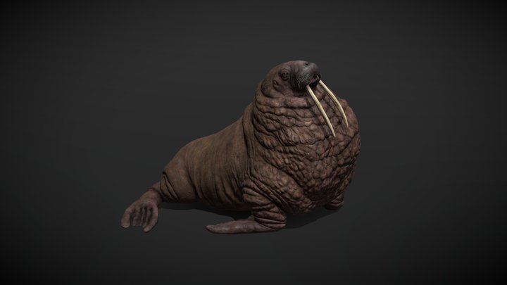 Pacific Walrus 3D Model