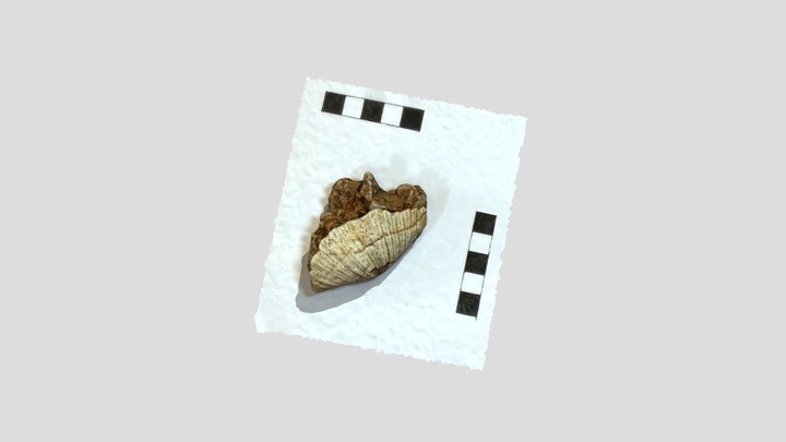 Brachiopod 3D Model