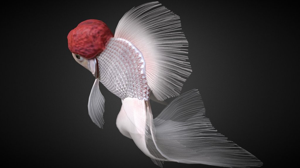 Redcap Oranda goldfish