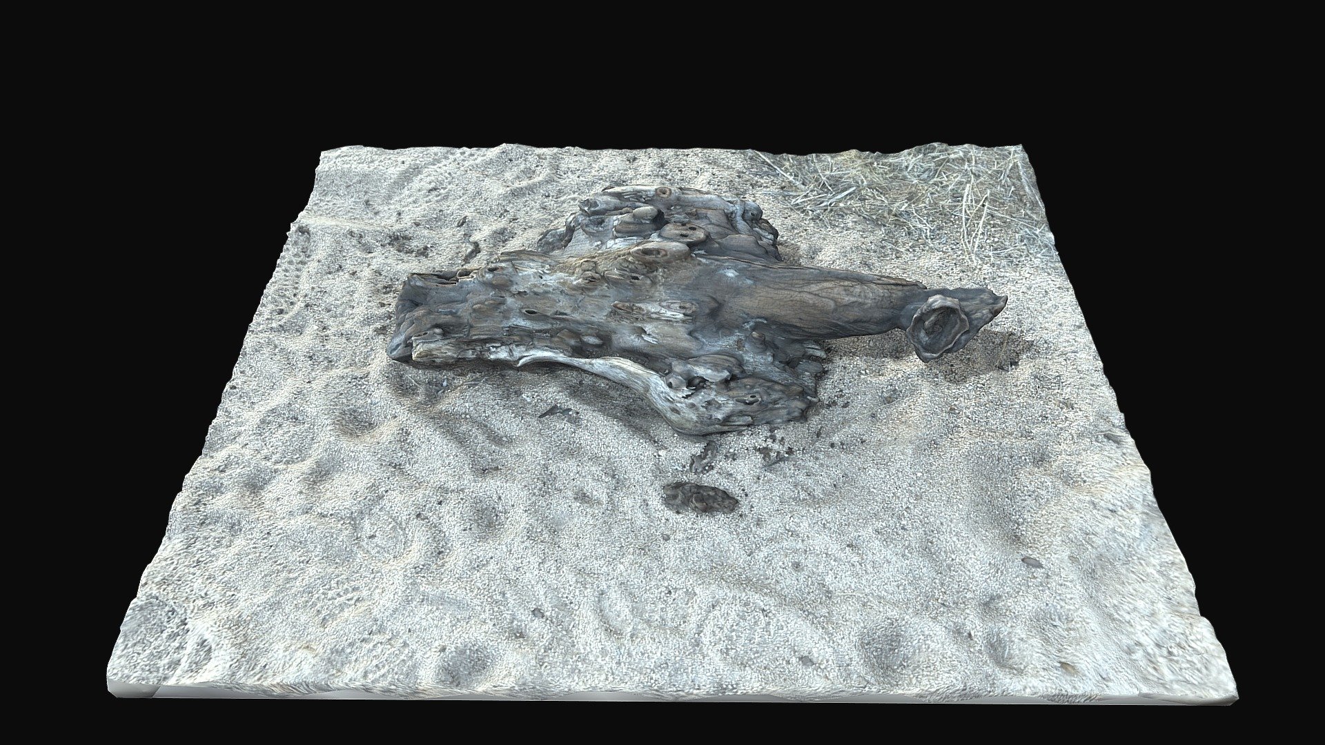 Desert driftwood scan