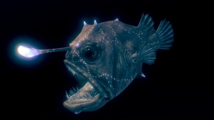 Atlantic Footballfish ♀ 3D Model