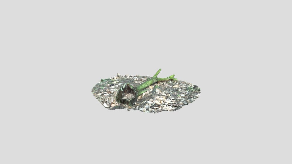 Fallen Branch 3d Scanned