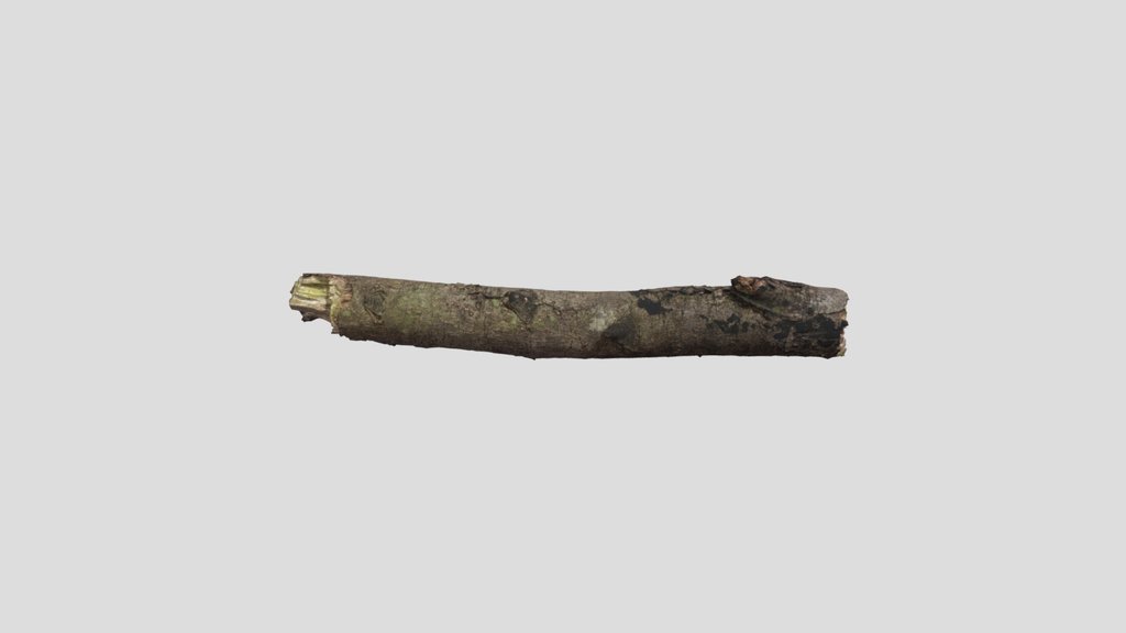 Branch