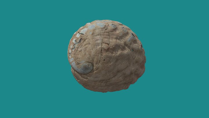 Larger Gastropod Shell Half – Free 3D Model STL