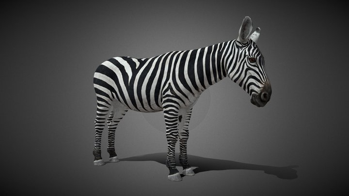 Zebra Animated - 3D Model 3D Model