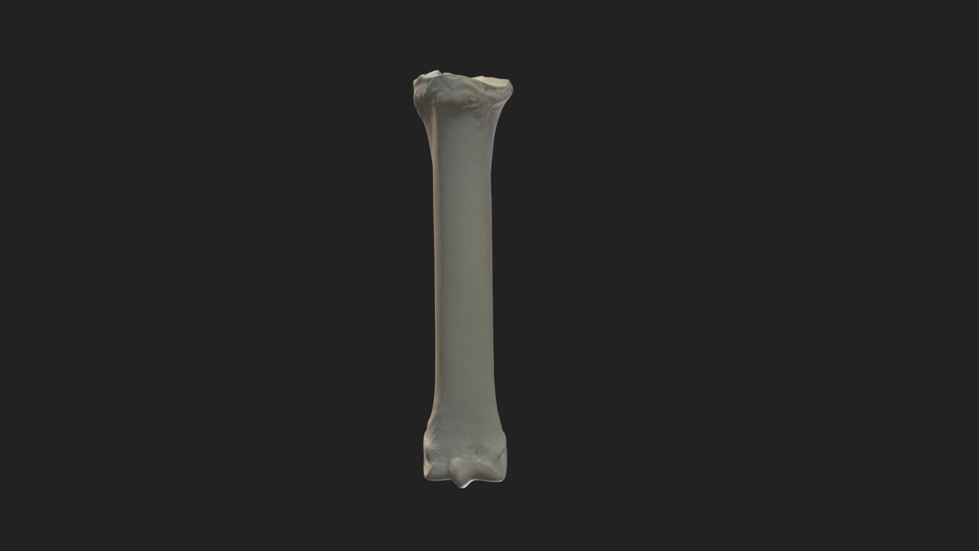 3rd metatarsal bone (os metatarsale tertium)pony - Download Free 3D ...