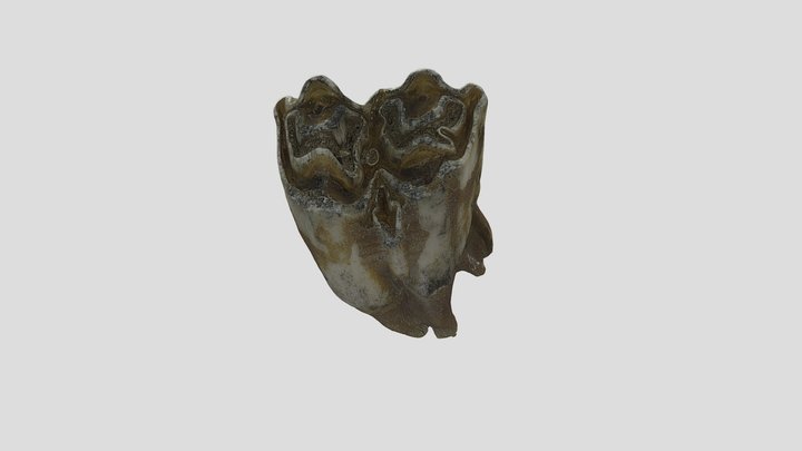 London Thames Mudlarking Large Animal Tooth 3D Model