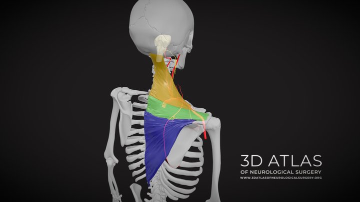Trapezius muscle 3D Model