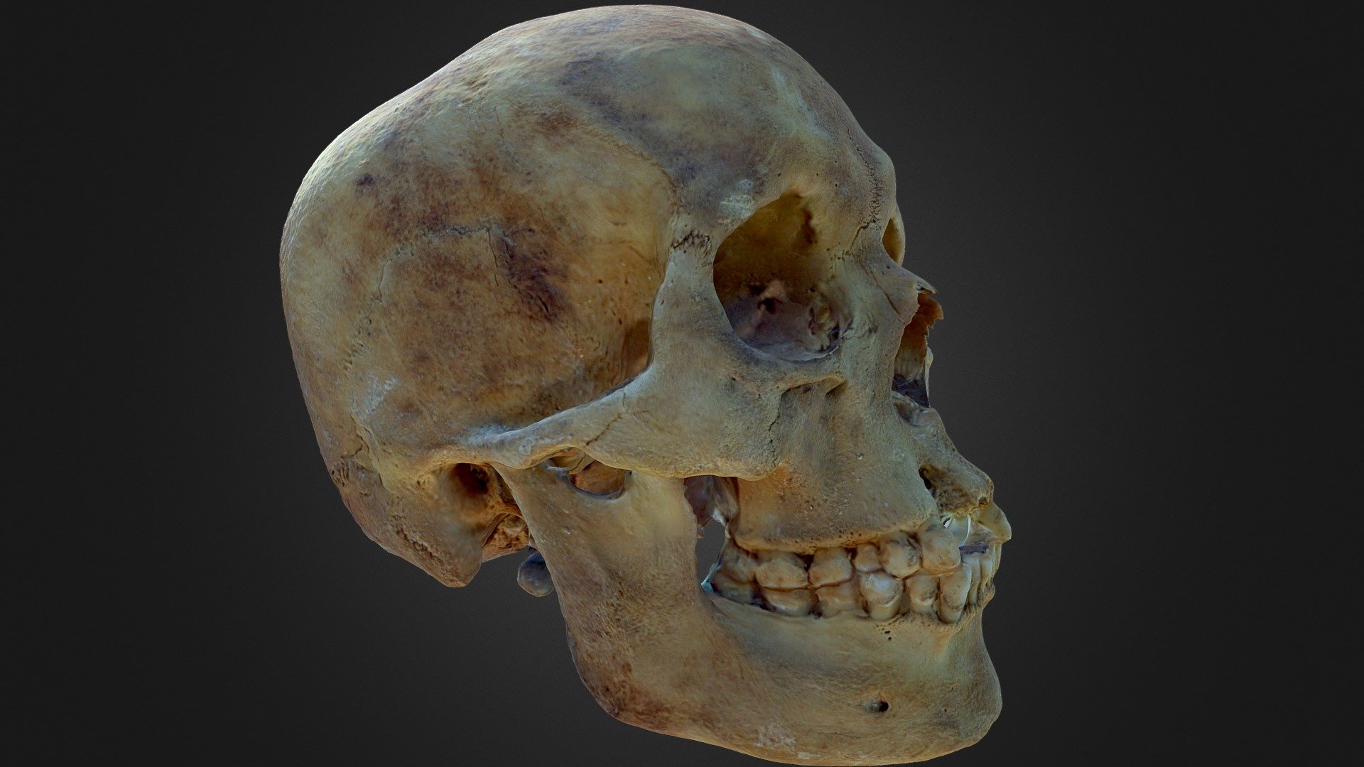 Skull 01 (version 1)