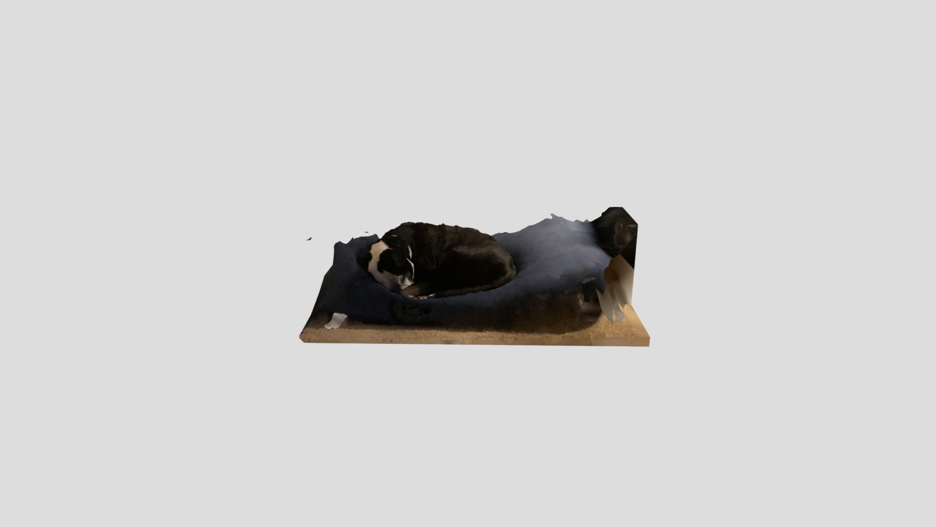Dewey on a bean bag