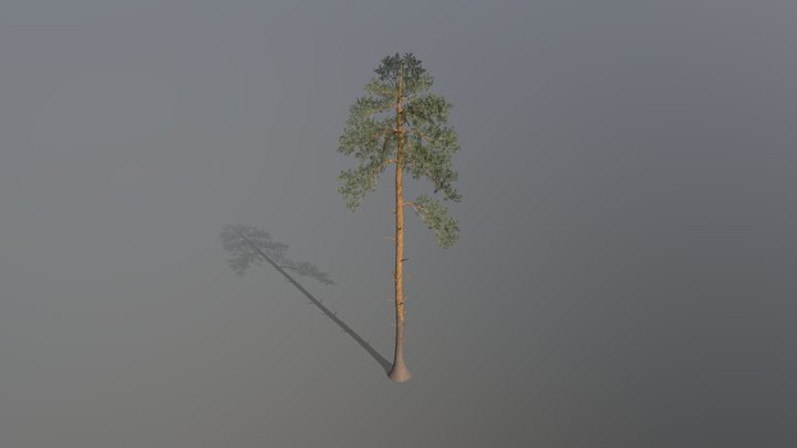 Pine Tree 3D Model