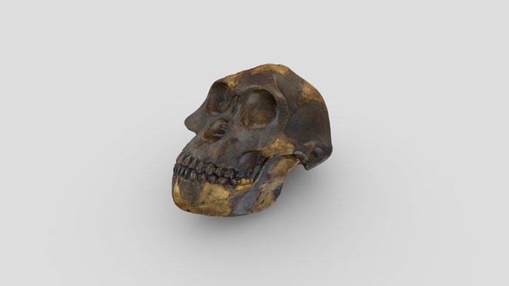 Australopithecus afarensis [„Lucy”] 3D Model
