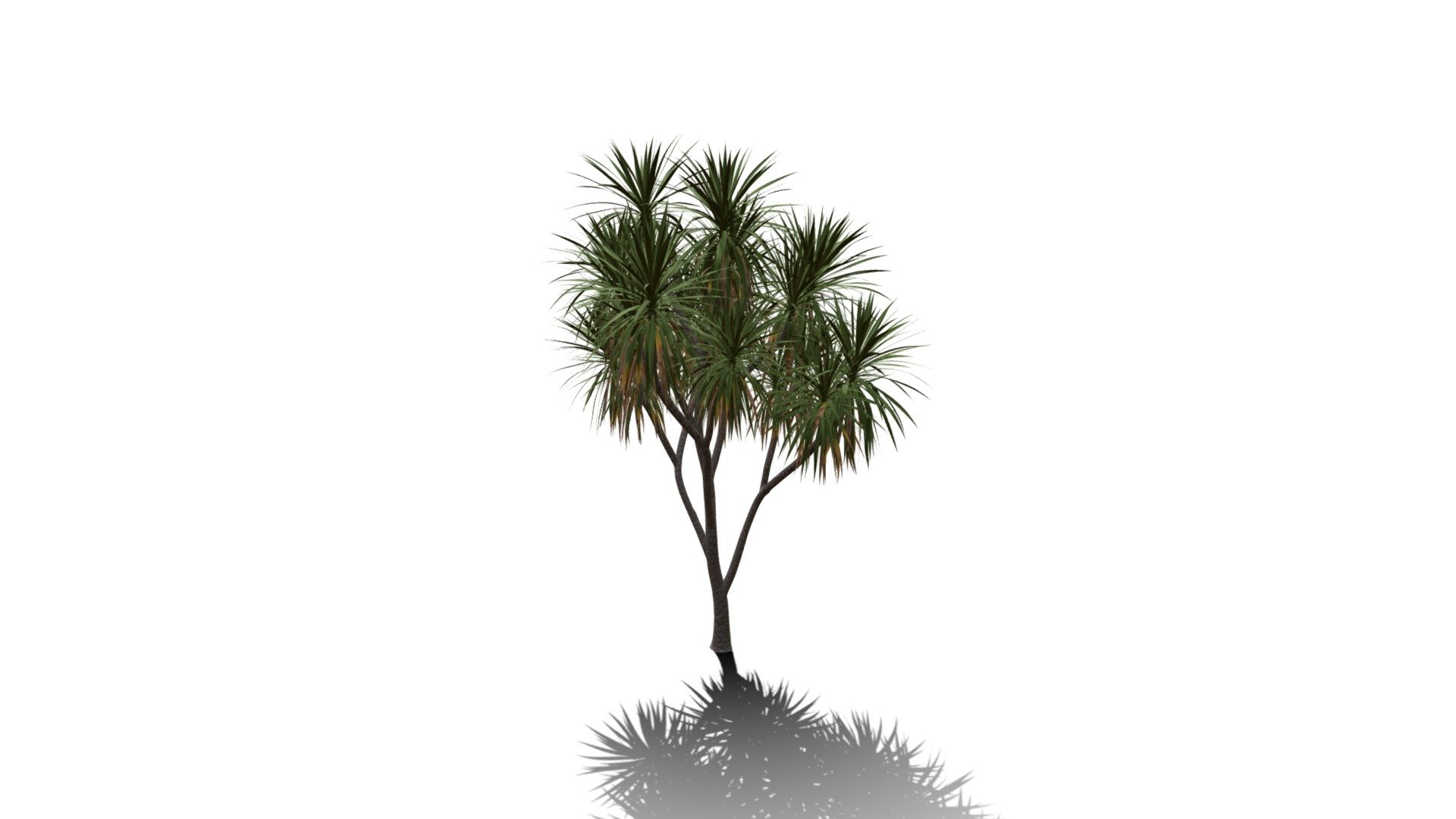 Realistic HD Cabbage tree (33/50) - Download Free 3D model by ...
