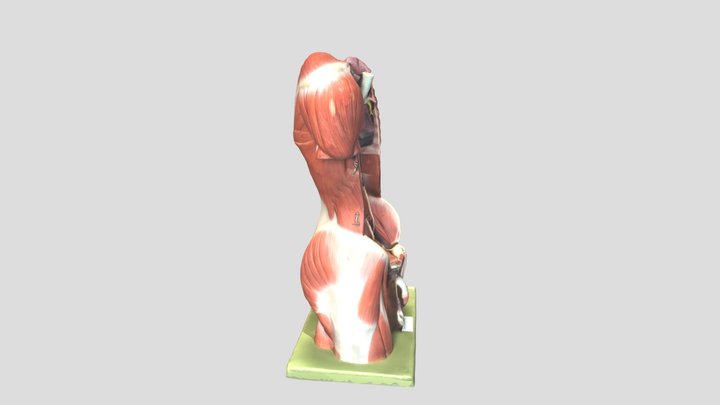 C3-Model3-1 3D Model