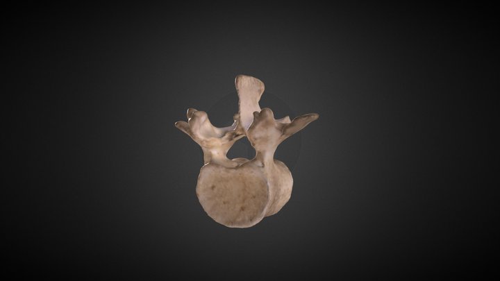 Human Lumbar Vertebra 3D Model