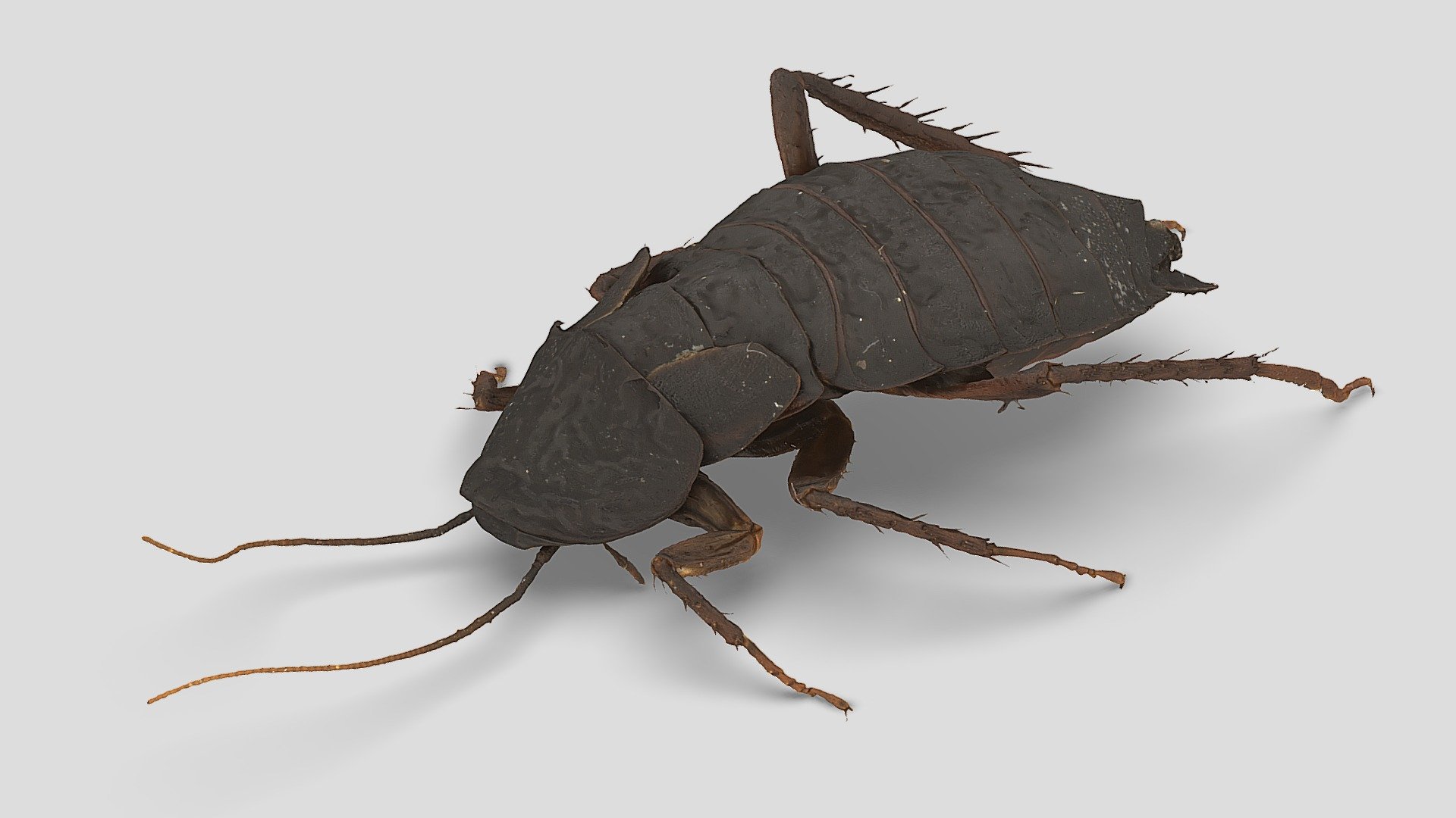 Blatta orientalis