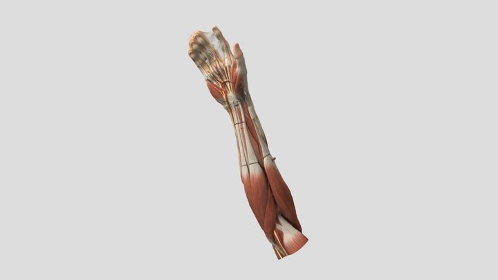 Fig 19. 3D model of the forearm 3D Model