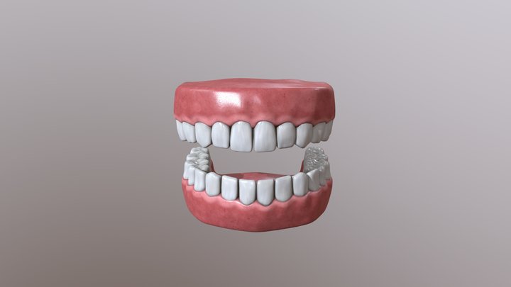 Teeth 3D Model