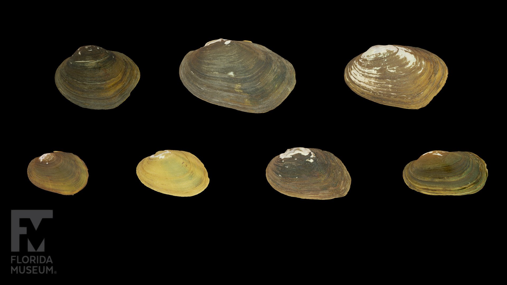Freshwater Mussels of America Genus Toxolasma 3D model by