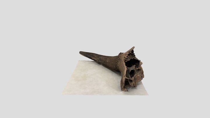 Bone 3D Model