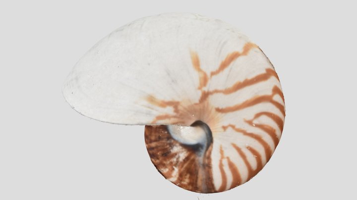 Fossile nautile 3D Model