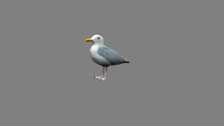 European herring gull 3D Model