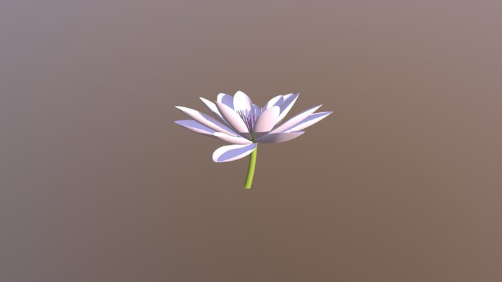 Nymphaea Alba 3D Model