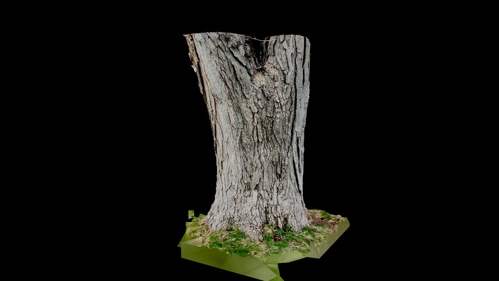 Tree Trunk Old Weathered Large Gray 3D Model