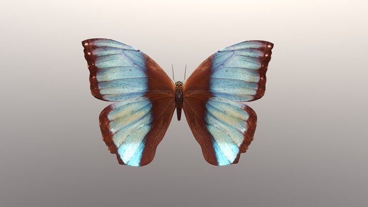 Moth 3D Model
