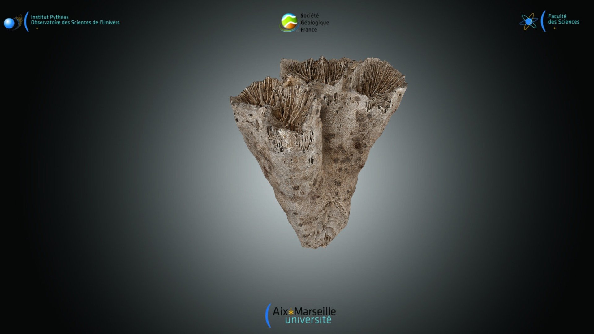 Cnidaire - Lobophyllia sp.