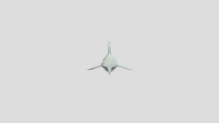pointy fish 3D Model