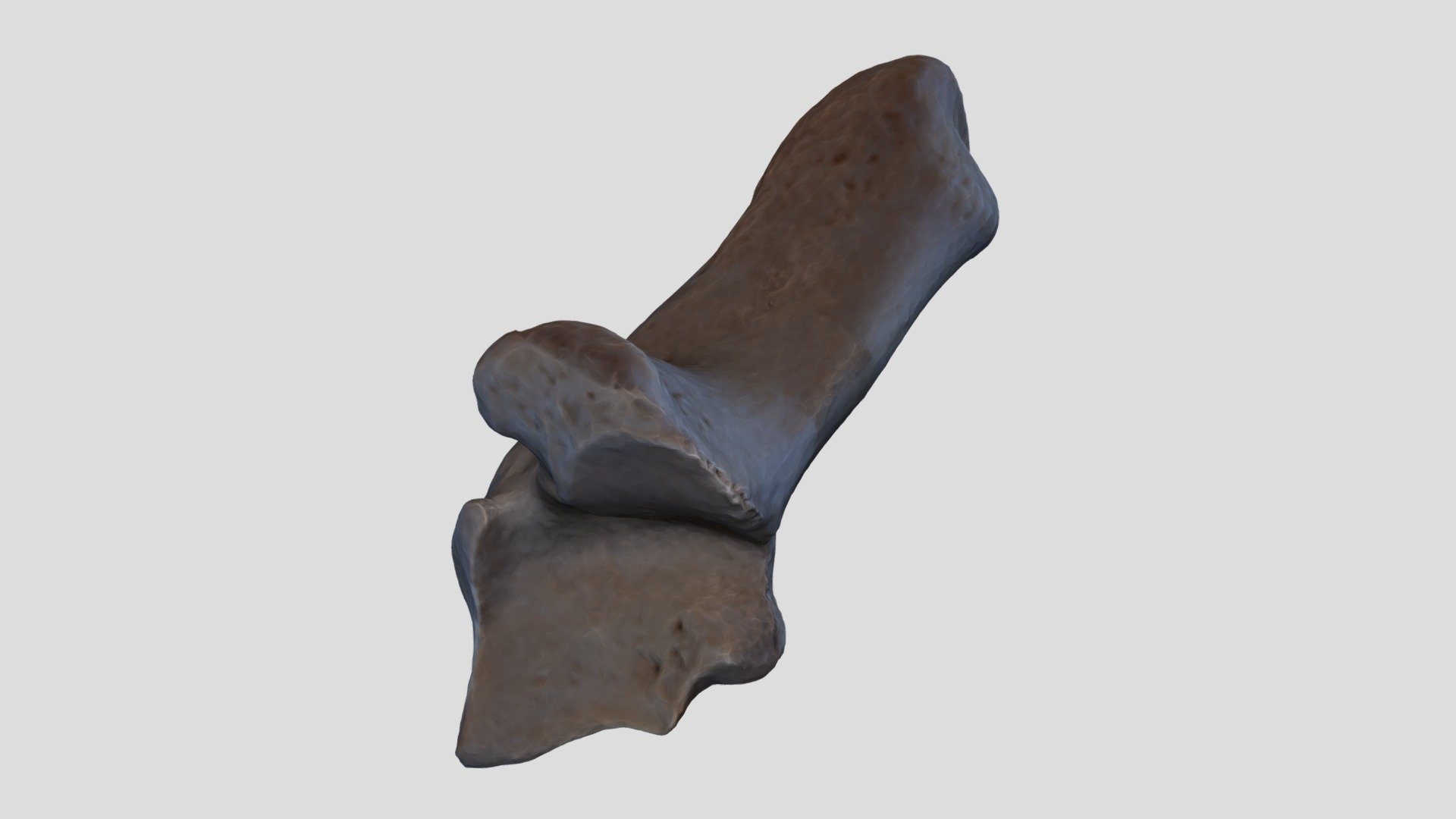 Bubalus Bubalis Calcaneus