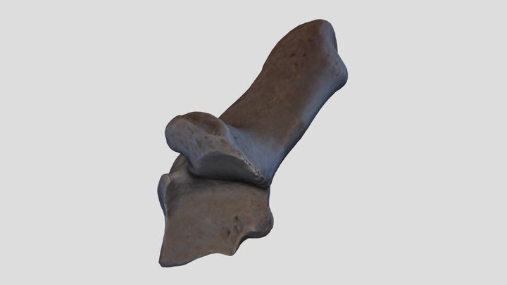 Bubalus Bubalis Calcaneus 3D Model