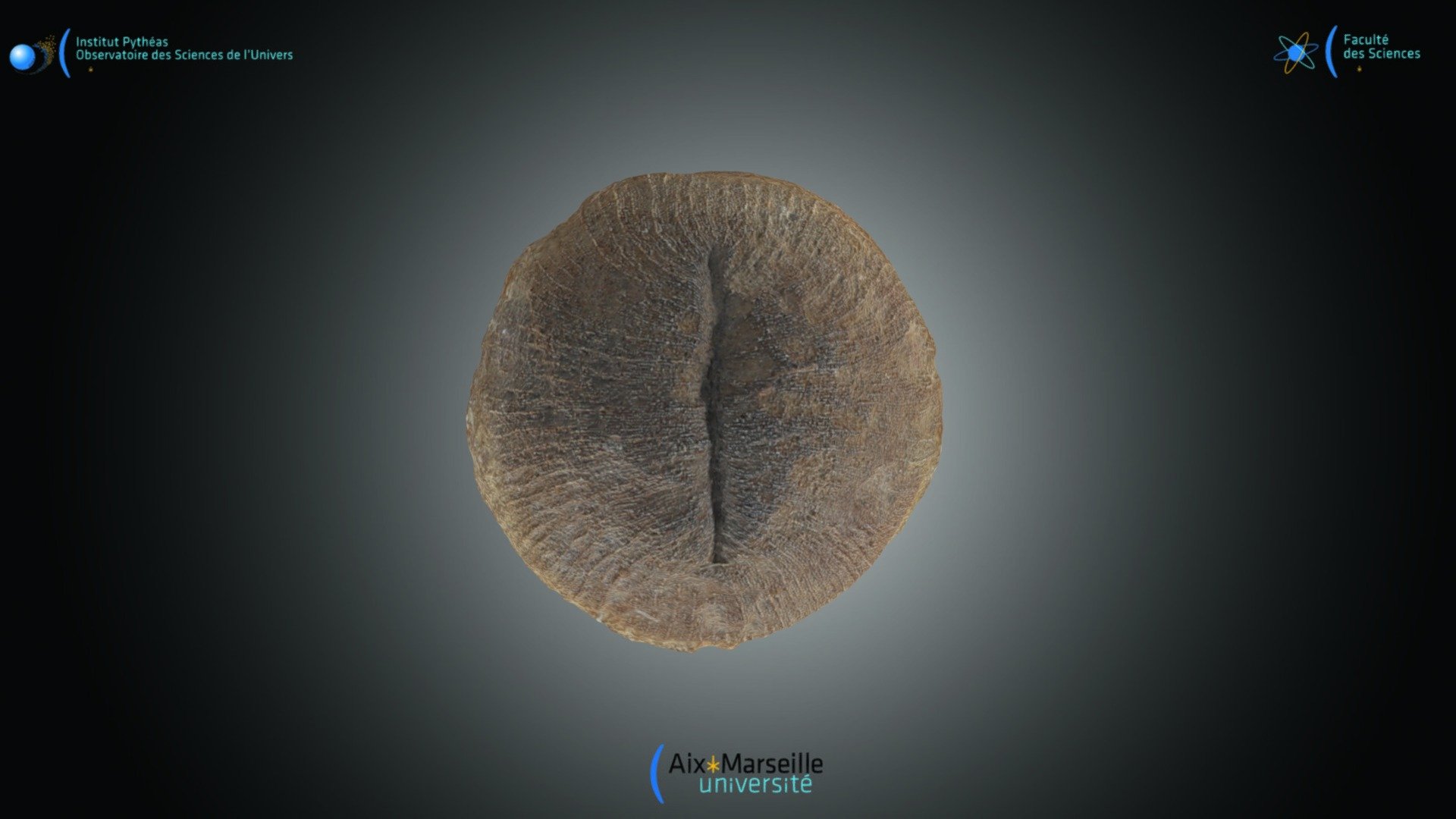 Cnidaire - Cunnolites sp.