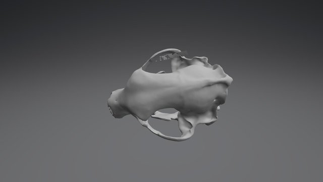 Ursus Male 3D Model