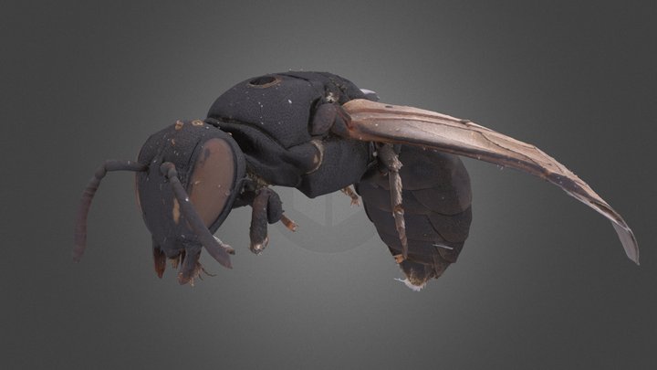 Hylaeus 3D Model