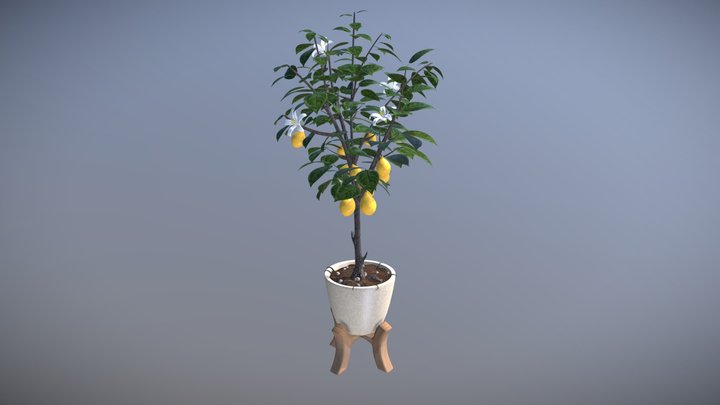 Lemon Plant 3D Model