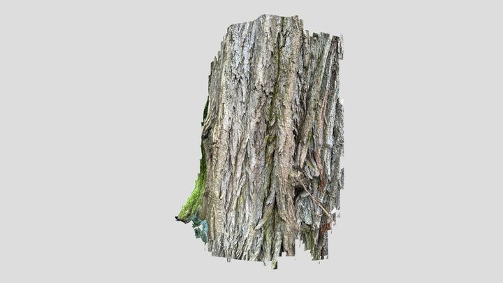 Robinie 3D Model