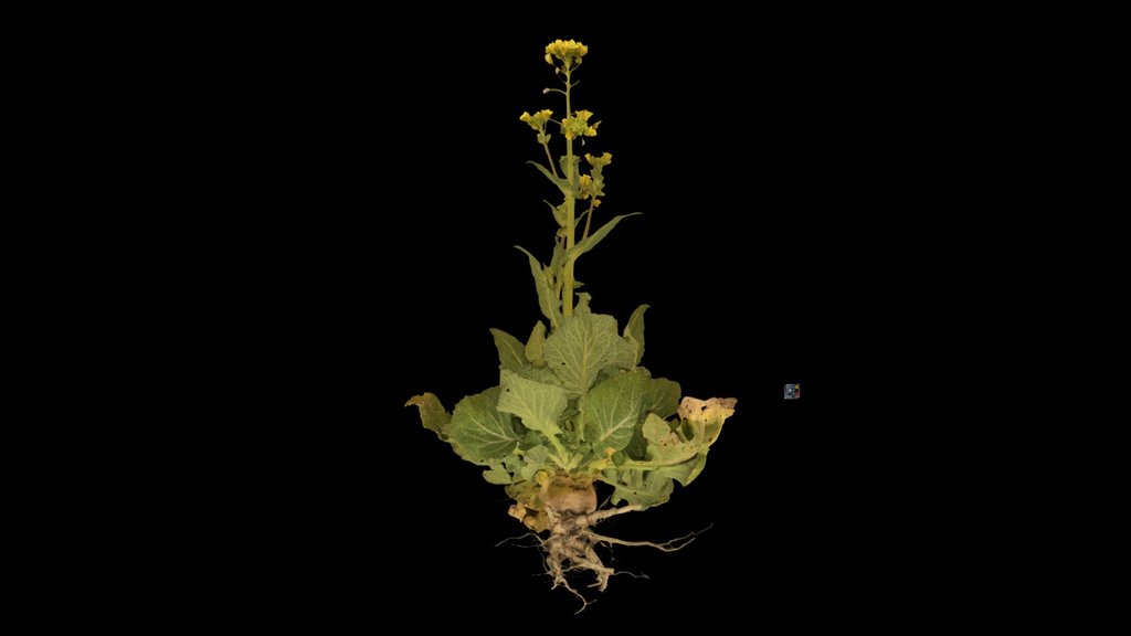 CC0 セイヨウアブラナ Rapeseed, Brassica napus