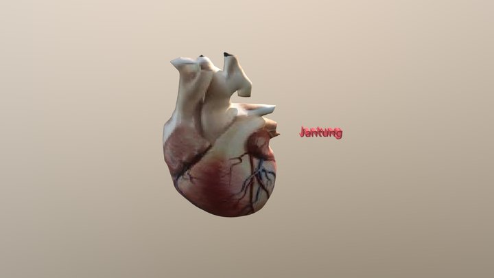 Jantung Manusia 3D Model