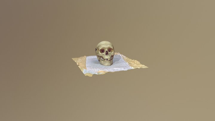 Skull 3D Model