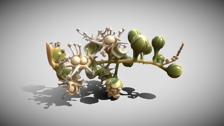 Stegnosperma cubense – Modello 3D gratuito STL