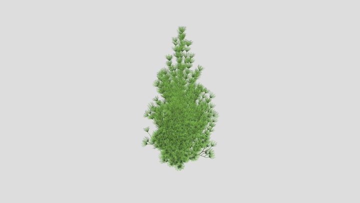Pinus sylvestris 32 AM219 Archmodel 3D Model