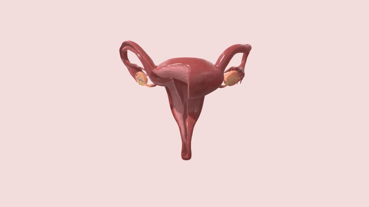 Uterus 3D Model